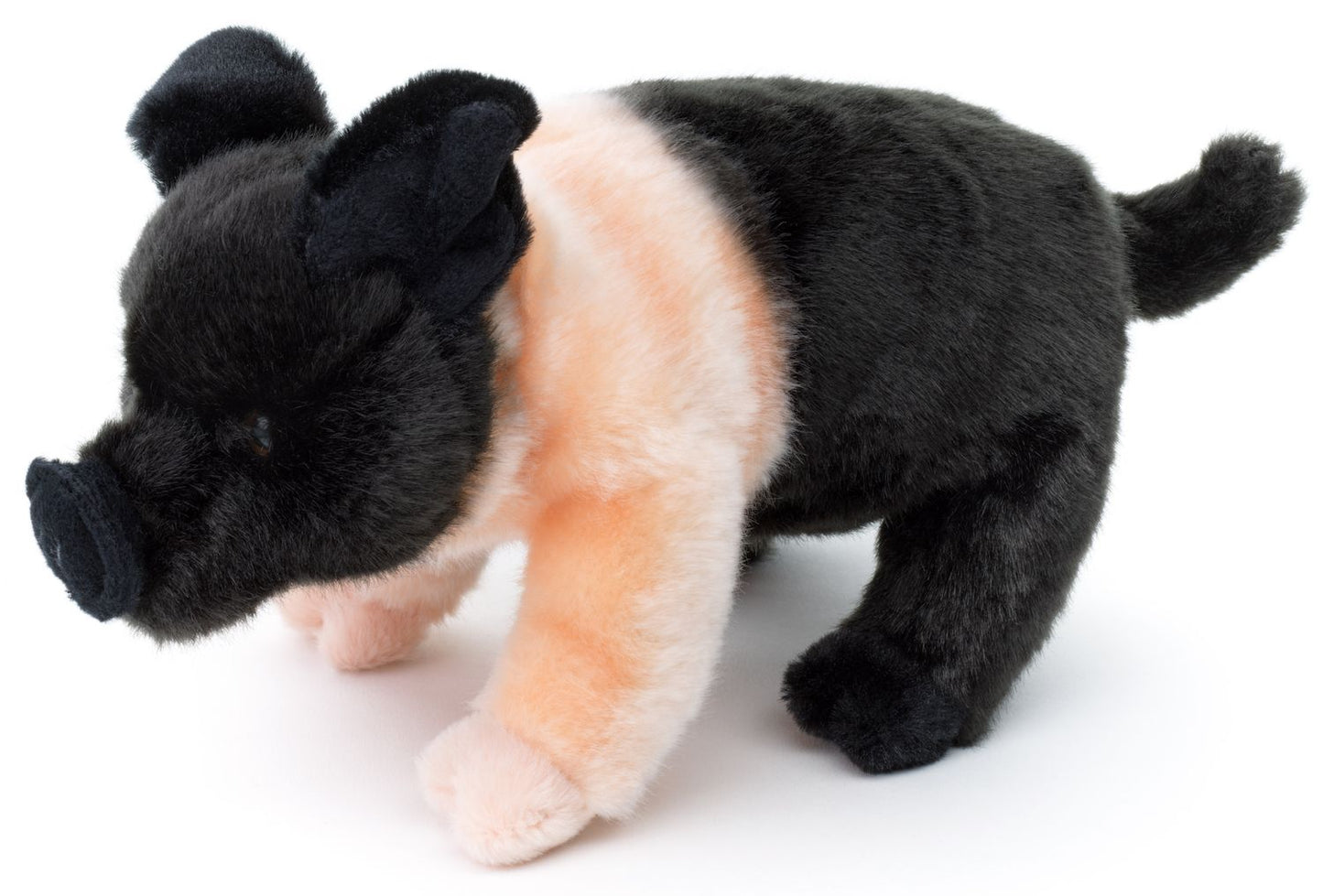 Angler Sattelschwein - 25 cm - Schwein