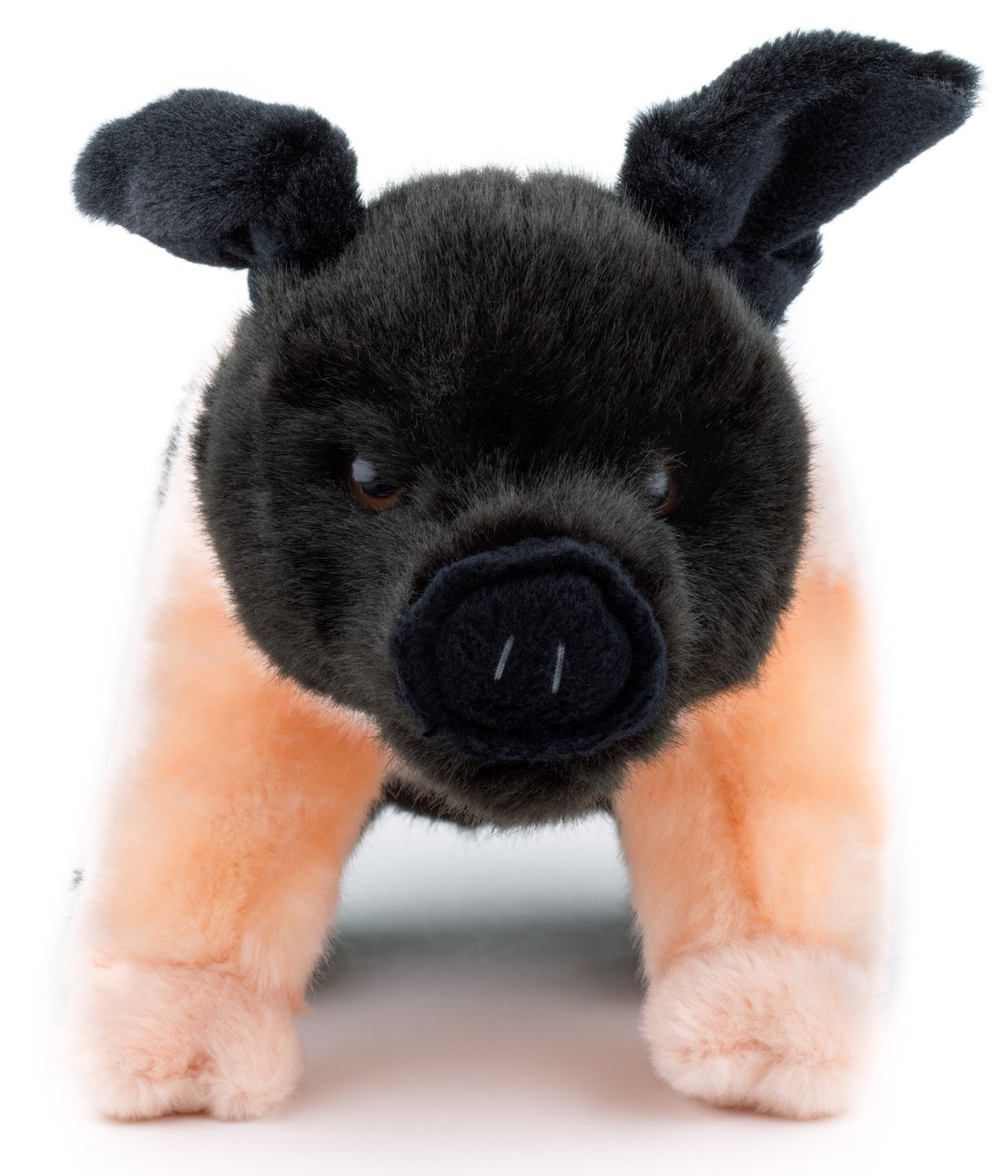 Angler Sattelschwein - 25 cm - Schwein