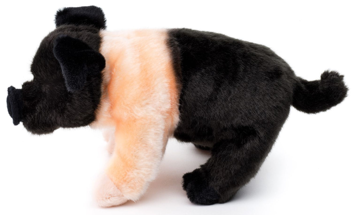 Angler Sattelschwein - 25 cm - Schwein