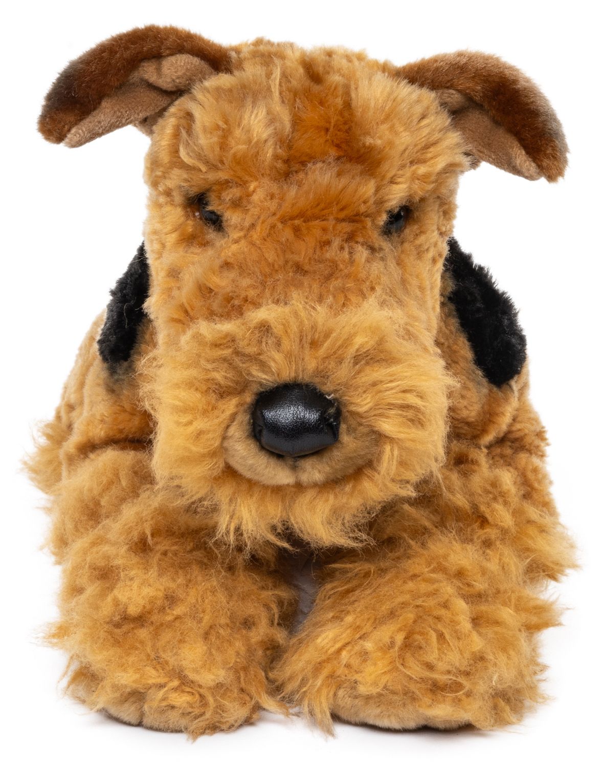 Airedale Terrier, liegend - 43 cm