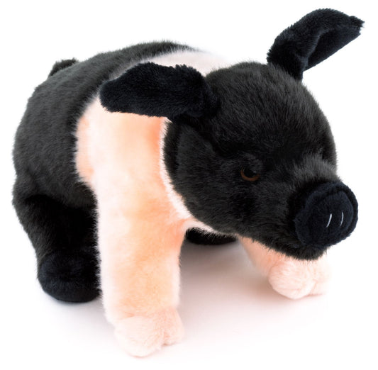 Angler Sattelschwein - 25 cm - Schwein